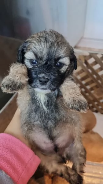 Cuccioli di Maltipoo  | Foto 0