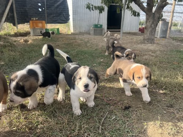 Disponibili cuccioli di pastore dellAsia centrale  | Foto 2