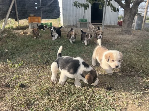 Disponibili cuccioli di pastore dellAsia centrale  | Foto 1