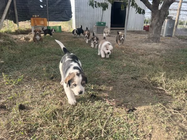 Disponibili cuccioli di pastore dellAsia centrale  | Foto 0