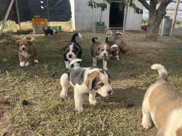 Disponibili cuccioli di pastore dellAsia centrale 