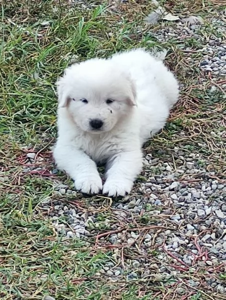 Disponibili cuccioli pastore maremmano abruzzese  | Foto 6