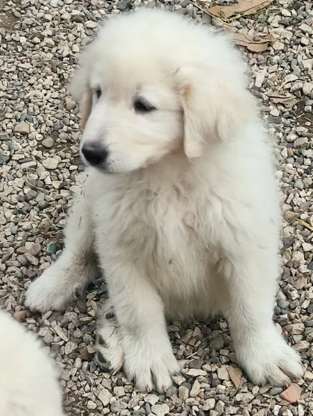 Disponibili cuccioli pastore maremmano abruzzese 