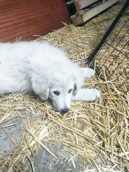 Disponibili cuccioli pastore maremmano abruzzese  | Foto 4