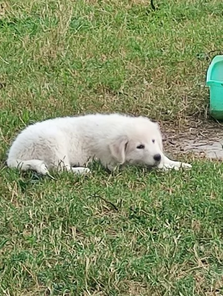 Disponibili cuccioli pastore maremmano abruzzese  | Foto 3