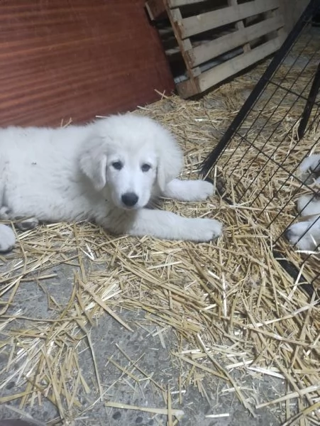 Disponibili cuccioli pastore maremmano abruzzese  | Foto 1