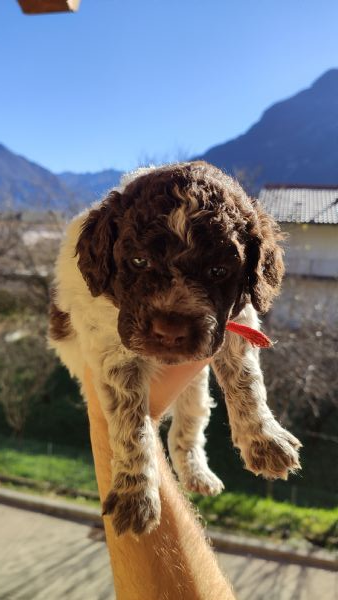 Vendita cucciolo Lagotto Romagnolo da Privato a Udine Cuccioli di Lagotto  Romagnolo + pedigree , cane per famiglia