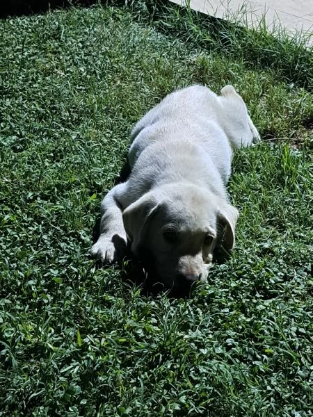 VENDESI CUCCIOLI DI LABRADOR