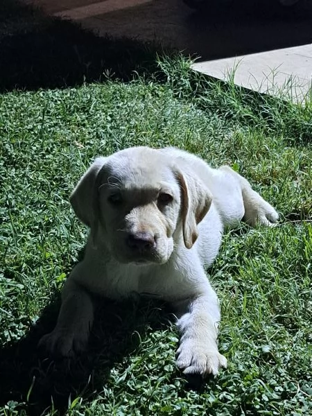 VENDESI CUCCIOLI DI LABRADOR | Foto 4