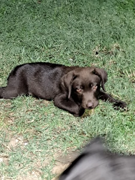 VENDESI CUCCIOLI DI LABRADOR | Foto 3