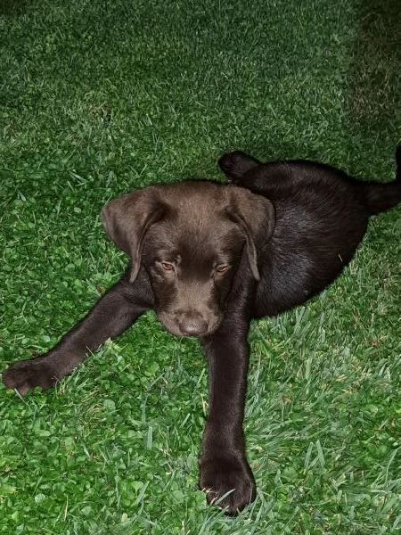 VENDESI CUCCIOLI DI LABRADOR | Foto 2