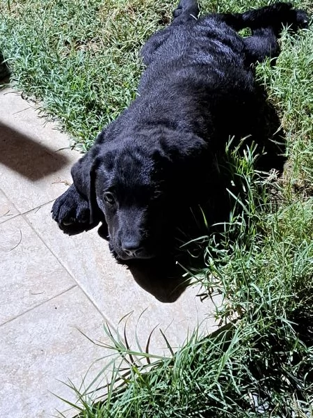 VENDESI CUCCIOLI DI LABRADOR | Foto 1