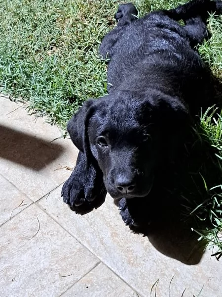 VENDESI CUCCIOLI DI LABRADOR | Foto 0