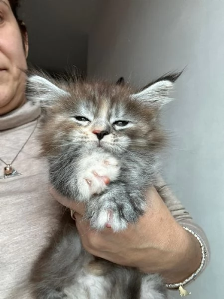 Cuccioli Maine coon 