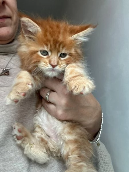 Cuccioli Maine coon  | Foto 3