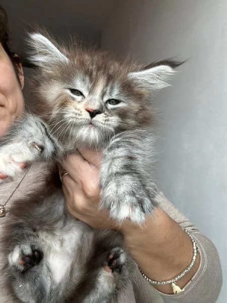 Cuccioli Maine coon  | Foto 2