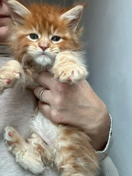 Cuccioli Maine coon  | Foto 1