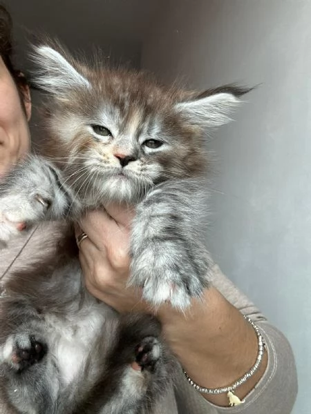 Cuccioli Maine coon  | Foto 0