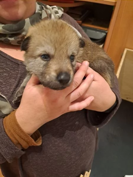 Cuccioli Cane Lupo Cecoslovacco  | Foto 3