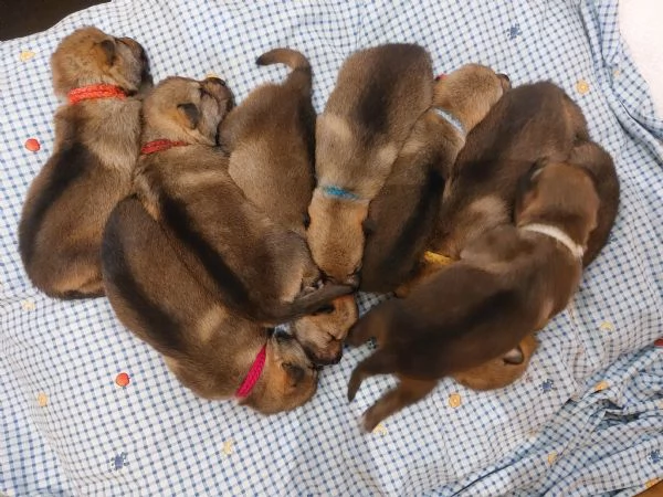 Cuccioli Cane Lupo Cecoslovacco  | Foto 1