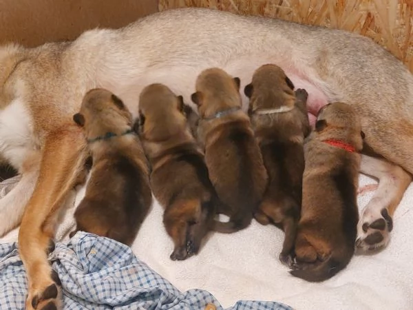 Cuccioli Cane Lupo Cecoslovacco  | Foto 0