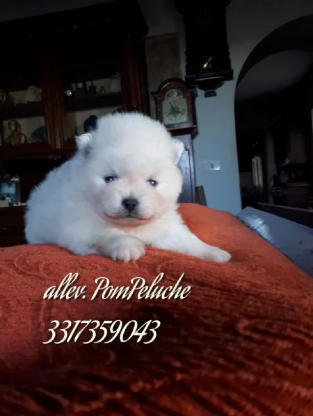 CUCCIOLINI SPITZ VOLPINO DI POMERANIA NANO