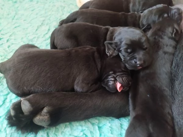 Cuccioli labrador retriever