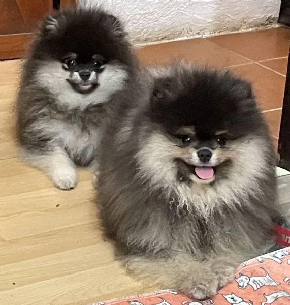 Volpino di Pomerania o Spitz tedesco nano