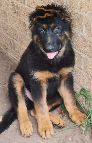 Cuccioli di pastore tedesco di razza | Foto 2