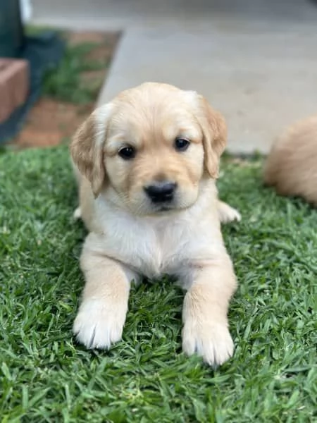 cuccioli di razza golden retriever | Foto 2