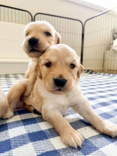 cuccioli di razza golden retriever