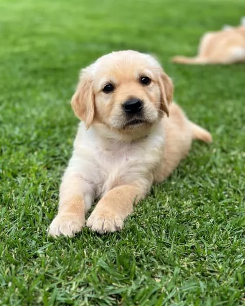 cuccioli di razza golden retriever | Foto 0