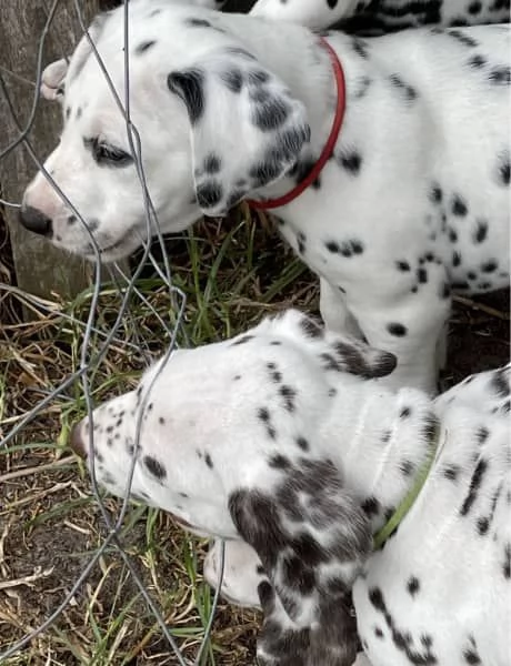 Cuccioli di razza dalmata | Foto 4