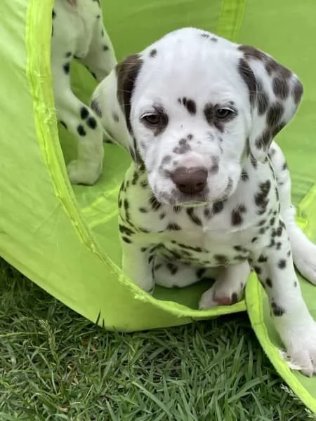 Cuccioli di razza dalmata