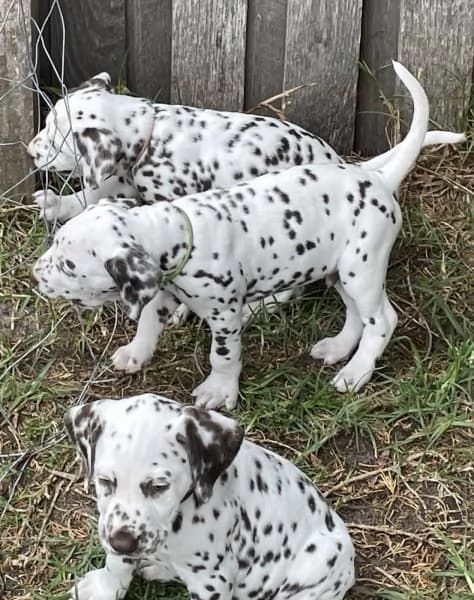 Cuccioli di razza dalmata | Foto 3