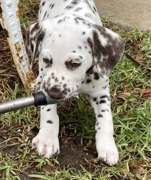 Cuccioli di razza dalmata | Foto 2