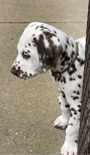 Cuccioli di razza dalmata | Foto 1