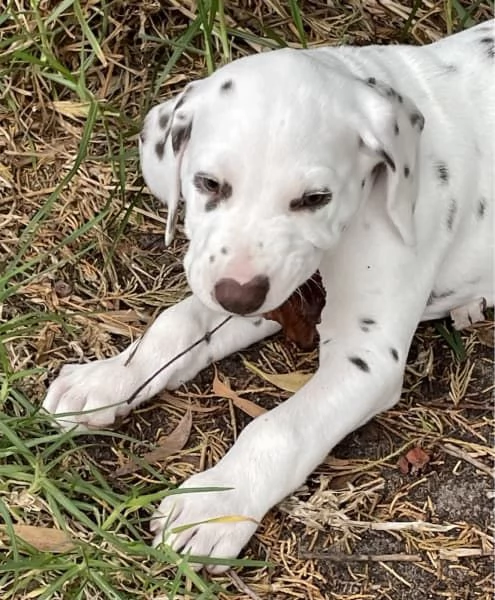 Cuccioli di razza dalmata | Foto 0