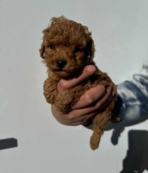 Cuccioli di barboncino toy  | Foto 0