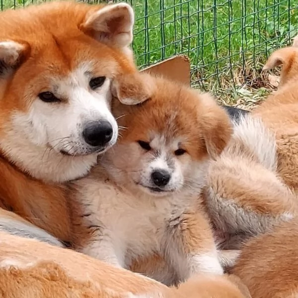 cuccioli di Akita da allevamento ENCI