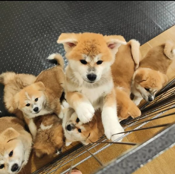 cuccioli di Akita da allevamento ENCI | Foto 3