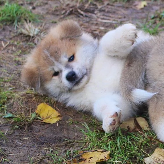 cuccioli di Akita da allevamento ENCI | Foto 2