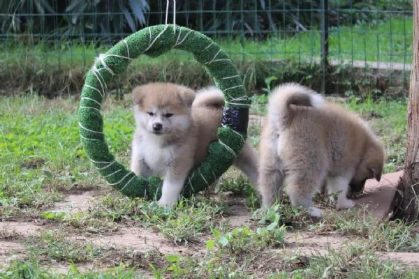 CUCCIOLI AKITA DISPONIBILI  Lombardia | Foto 6