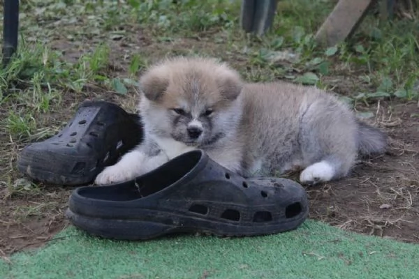 CUCCIOLI AKITA DISPONIBILI  Lombardia | Foto 5