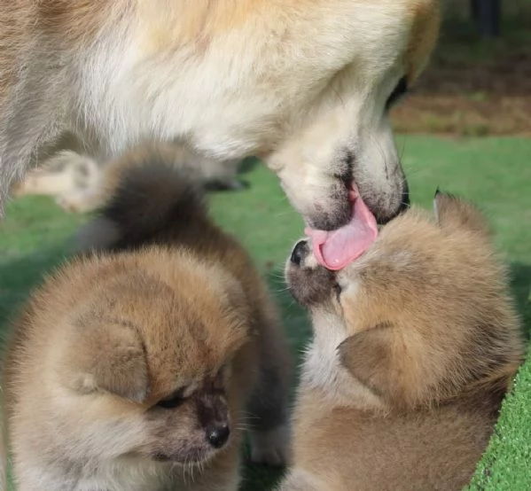 CUCCIOLI AKITA DISPONIBILI  Lombardia | Foto 4