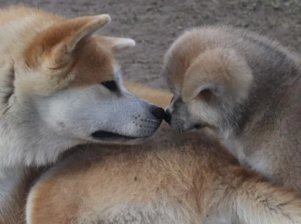 CUCCIOLI AKITA DISPONIBILI  Lombardia | Foto 3