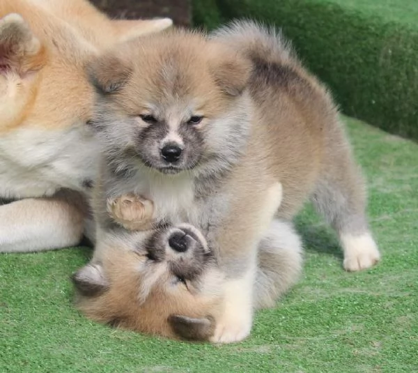 CUCCIOLI AKITA DISPONIBILI  Lombardia | Foto 2