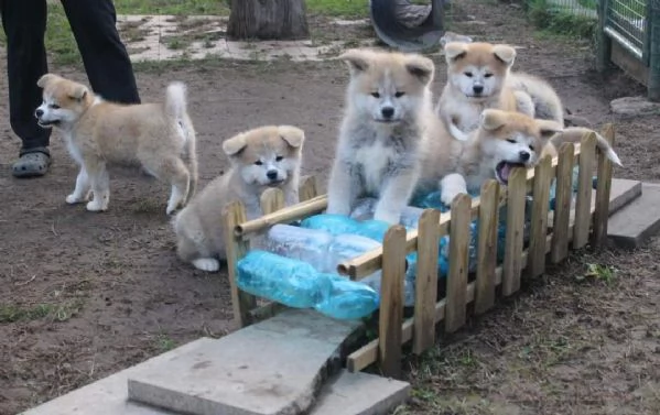 CUCCIOLI AKITA DISPONIBILI  Lombardia | Foto 1