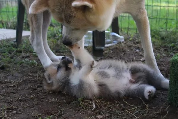 CUCCIOLI AKITA DISPONIBILI  Lombardia | Foto 0