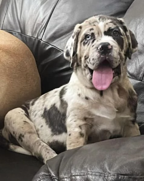 Cuccioli di mastino inglese  allevati amorevolmente dalle famiglie